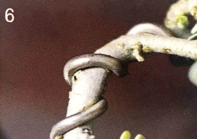 八步骤 详细分解盆景铝丝缠绕整姿造型