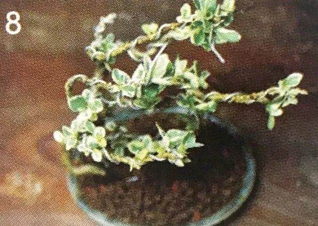 八步骤 详细分解盆景铝丝缠绕整姿造型