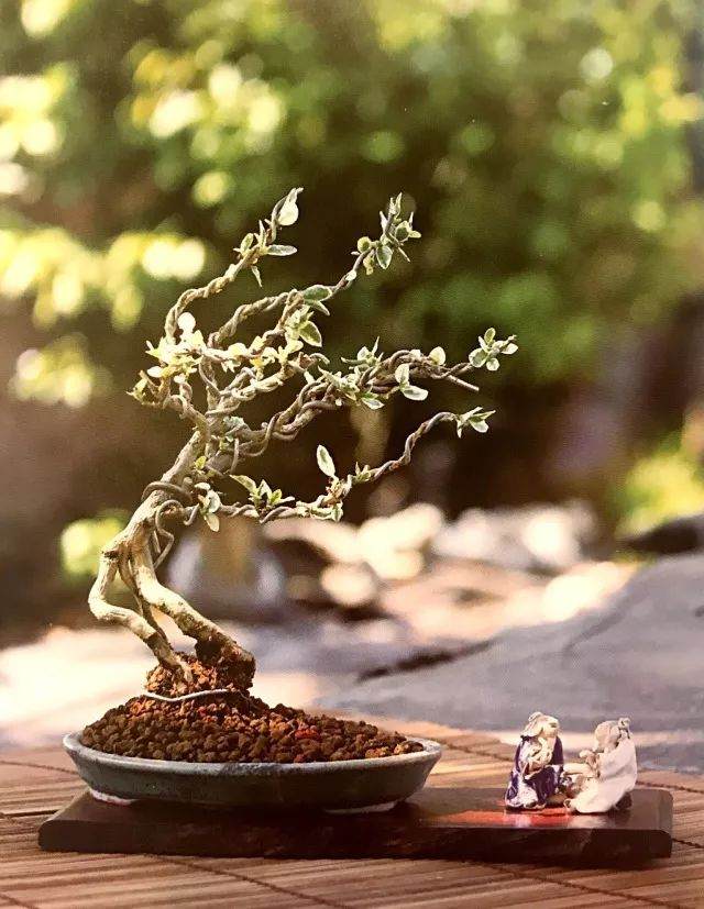 八步骤 详细分解盆景铝丝缠绕整姿造型