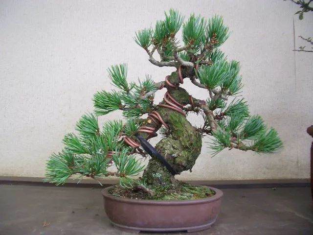 长到4年杜松经过修剪制作出迷人盆景