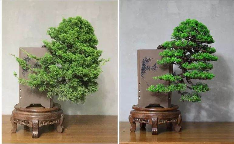 长到4年杜松经过修剪制作出迷人盆景