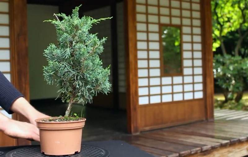 长到4年杜松经过修剪制作出迷人盆景