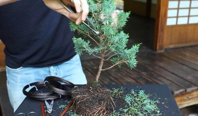 长到4年杜松经过修剪制作出迷人盆景
