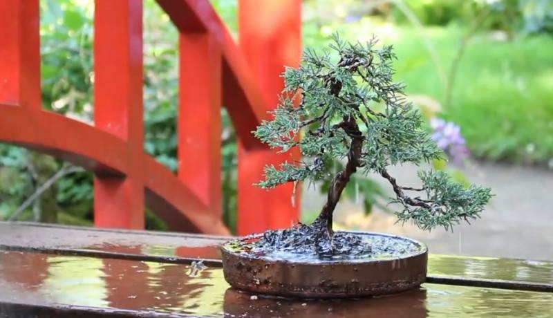 长到4年杜松经过修剪制作出迷人盆景