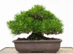 2012 湾岛盆景的第15届年度展览