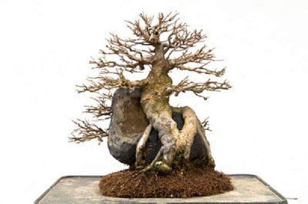 请欣赏 第13届湾岛盆景展上的柏树盆景