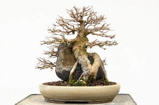 请欣赏 第13届湾岛盆景展上的柏树盆景