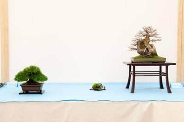 请欣赏 第13届湾岛盆景展上的柏树盆景