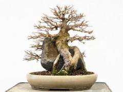 请欣赏 第十三届湾岛盆景展上的柏树盆景