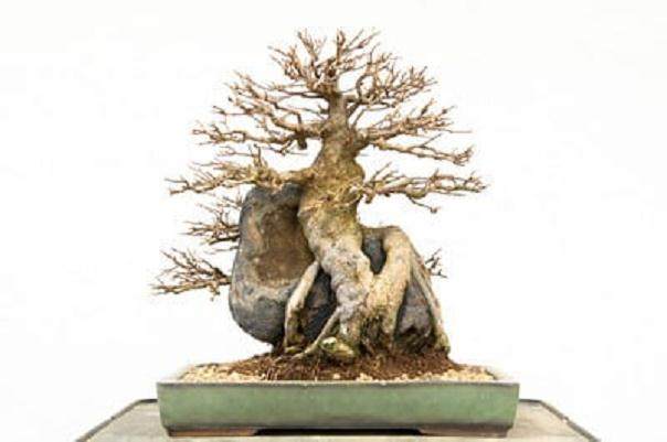 请欣赏 第十三届湾岛盆景展上的柏树盆景