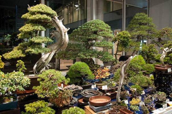 你知道在日本举办世界级的盆景大会是什么的感觉?