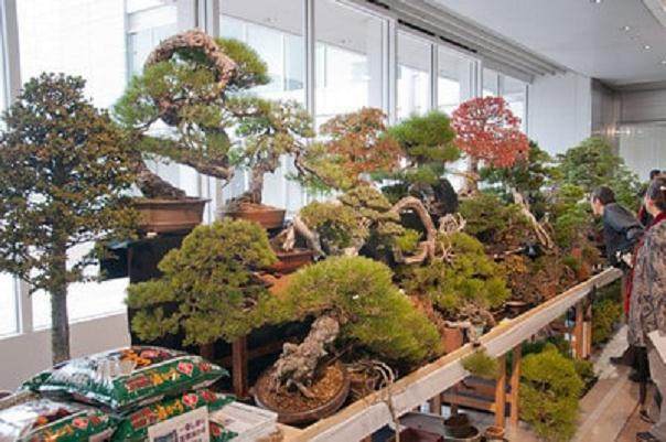 你知道在日本举办世界级的盆景大会是什么的感觉?