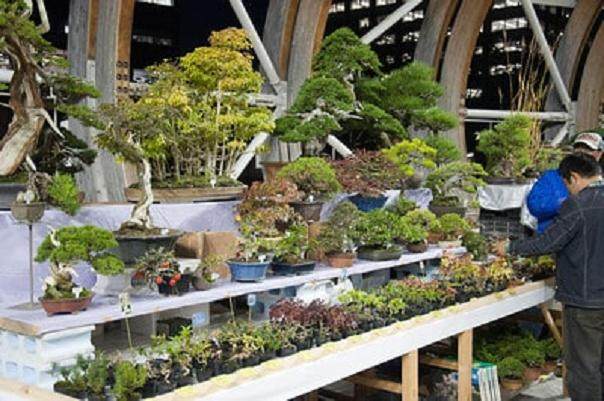 你知道在日本举办世界级的盆景大会是什么的感觉?