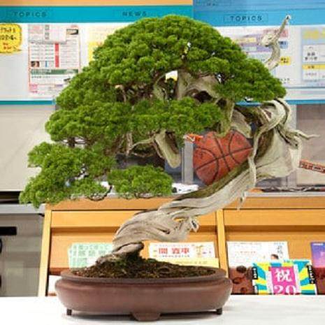 日本的精品盆景拍卖会