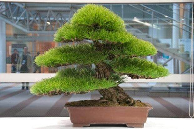 日本的精品盆景拍卖会