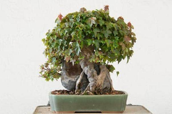 谈修剪三叉枫树盆景的分枝