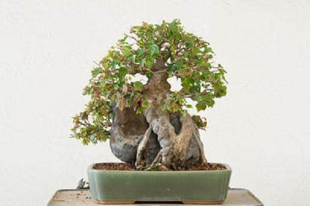 谈修剪三叉枫树盆景的分枝