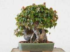 谈修剪三叉枫树盆景的分枝