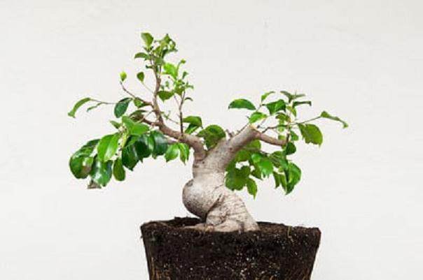 金州盆景联合会上的小型榕树盆景