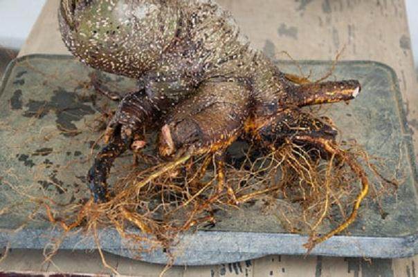 金州盆景联合会上的小型榕树盆景