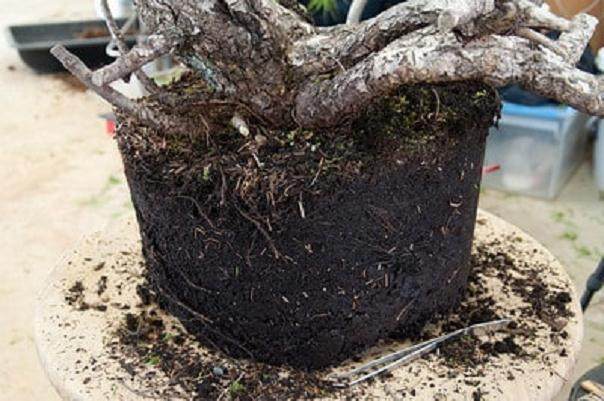 铁杉盆景 - 移出盆子