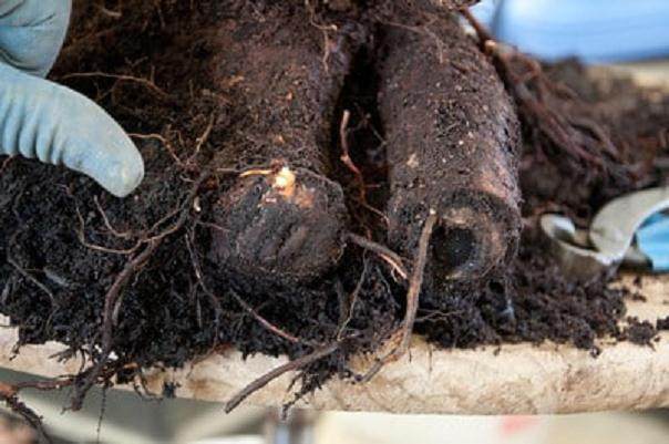 山铁杉盆景根部怎么修剪的方法