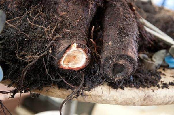 山铁杉盆景根部怎么修剪的方法