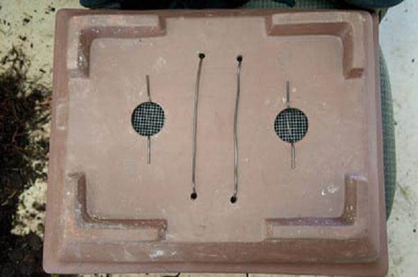 山铁杉盆景根部怎么修剪的方法