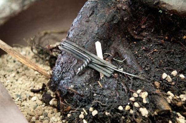 用皮带保护盆景根部