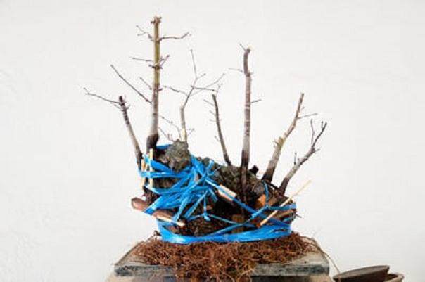 如何修剪岩石枫树盆景的根部?