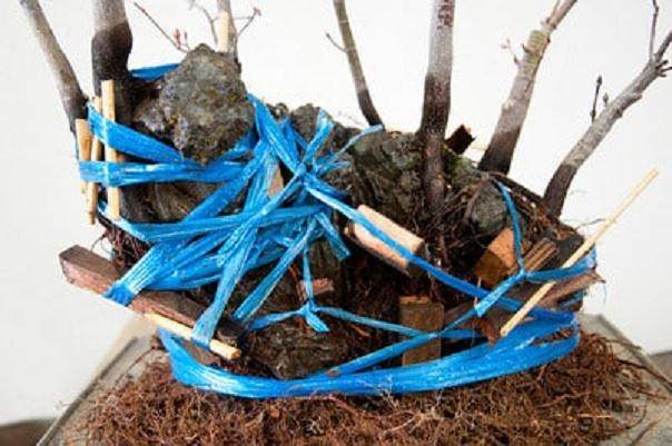 把盆景的根部都捆绑起来