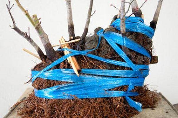 盆景的块和筷子保持领带紧