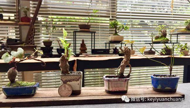 什么样的树种适合做指上盆景