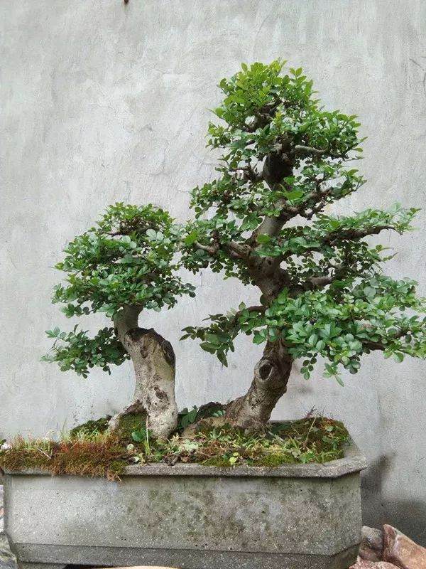 徐士虎栽培制作的盆景