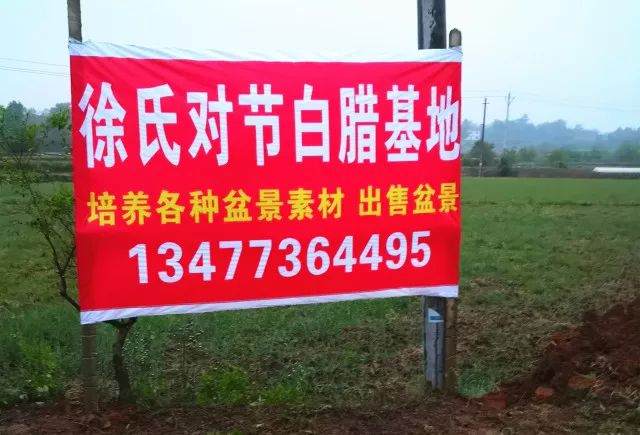 徐士虎栽培制作的盆景