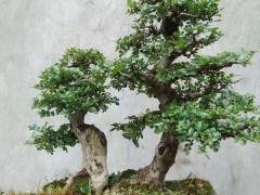 徐士虎栽培制作的盆景