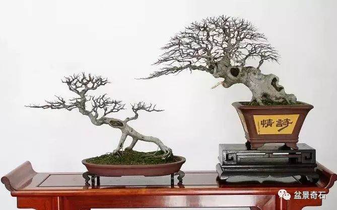 如何制作朴树盆景