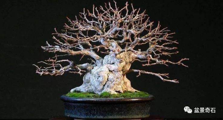 如何制作朴树盆景