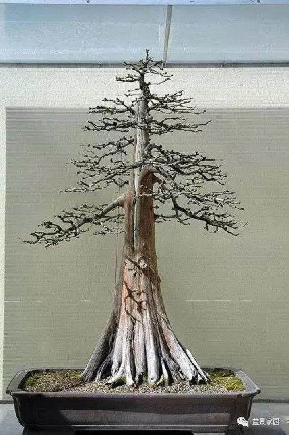 如何制作直杆盆景盆景?