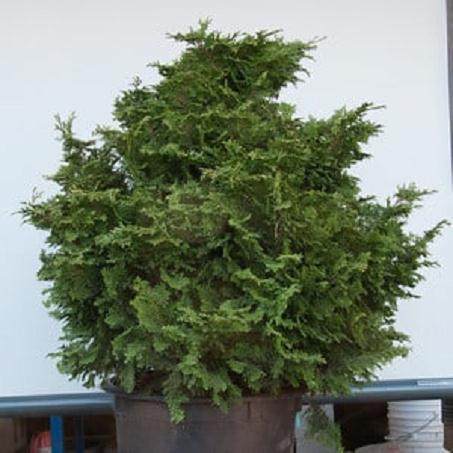 看我如何将柏树制作成盆景