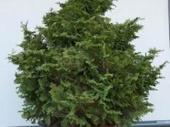 看我如何将柏树制作成盆景