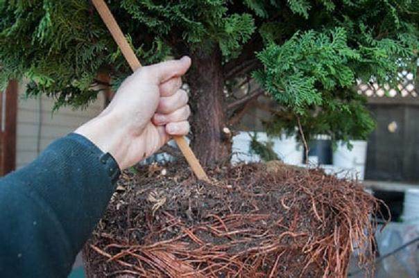 看我如何将柏树制作成盆景