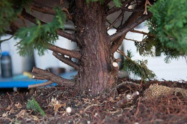 看我如何将柏树制作成盆景