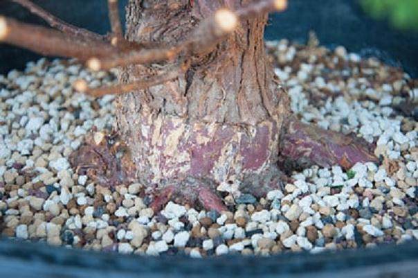 看我如何将柏树制作成盆景