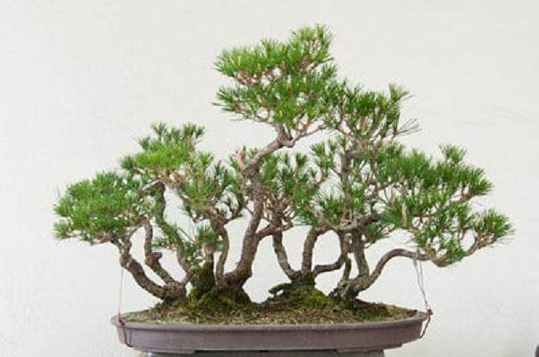 对红松林盆景的修剪