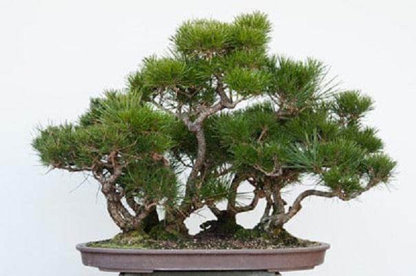 对红松林盆景的修剪