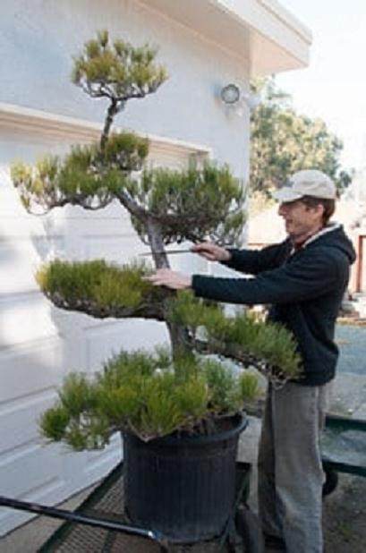 将景观树制作成盆景 - 第2部分