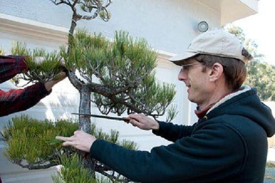 将景观树制作成盆景 - 第2部分