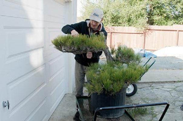 将景观树制作成盆景 - 第2部分