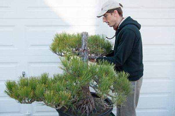 将景观树制作成盆景 - 第2部分